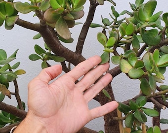 Jade Pflanze / Geldpflanze / Glückspflanze - Crassula ovata Stecklinge verschiedene Größen