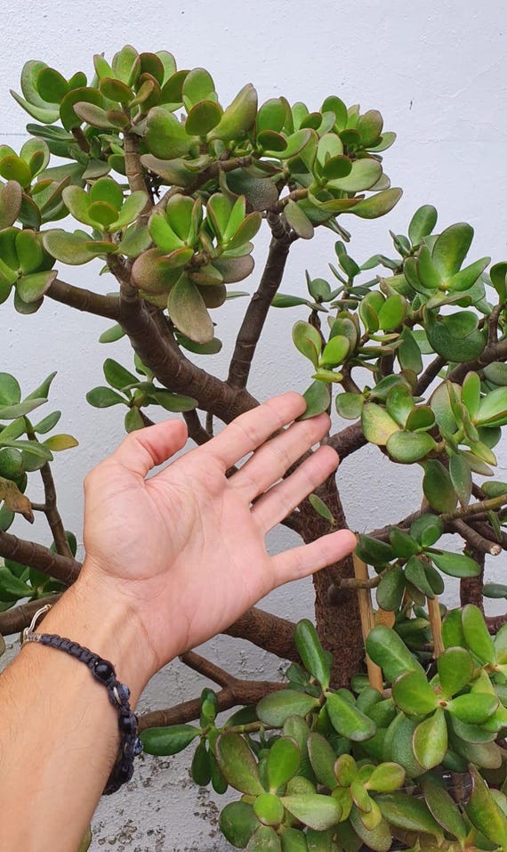Jade Plant / Money Plant / Lucky Plant - Crassula ovata cuttings various  sizes