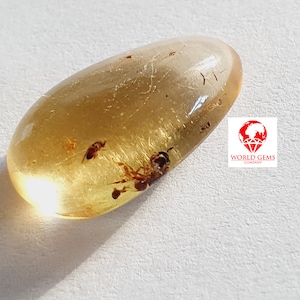 Copal met insluiting Ref: CAB-COP-24A-3233 wesp, Madagascar-mug. Voor verzamelaars, juweliers gewicht 2,75cts afm 17x10mm