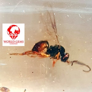 Copal Inclusion: vlieggewicht 4,10cts afm 21x10mm uit Madagaskar. Voor verzamelaars, juweliers