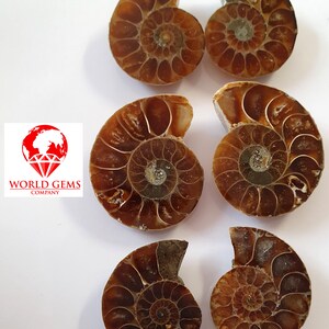 Peut inclure: Six coquilles d'ammonites fossilisées, chacune avec un motif en spirale unique et une coloration brune et dorée. Les coquilles sont disposées par paires, l'ouverture de chaque coquille étant tournée vers l'extérieur.