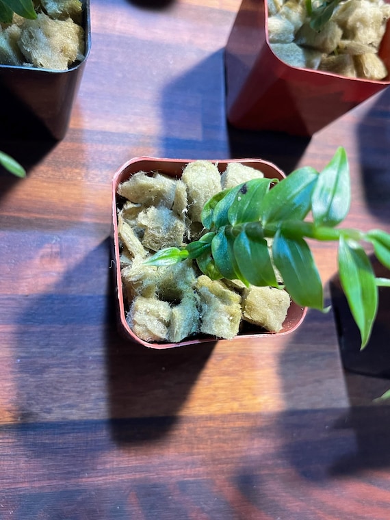 Dendrobium Sp. Blue Paupua New Guinea Ultra Rare Orchid
