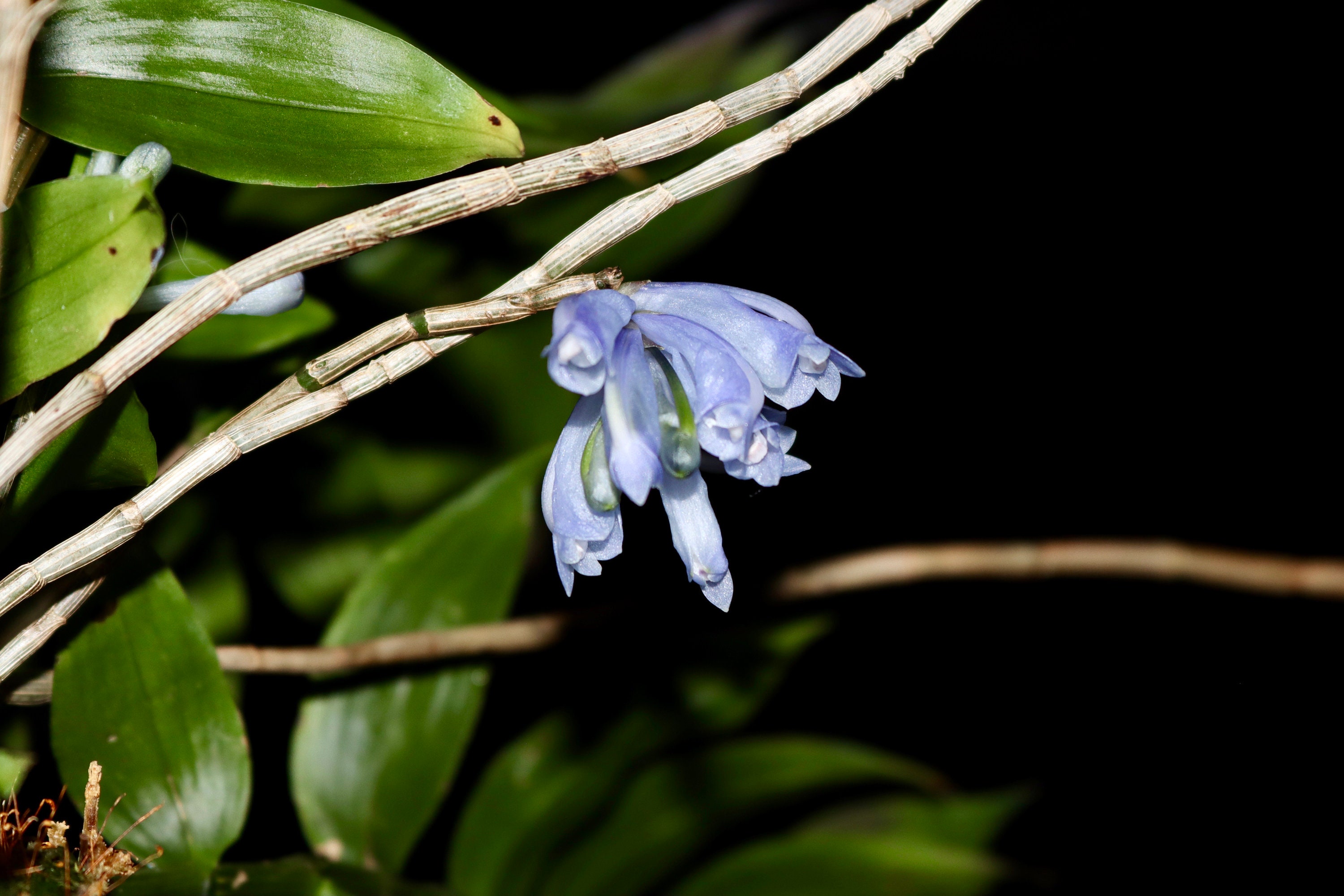 Dendrobium Sp. Blue Paupua New Guinea Ultra Rare Orchid