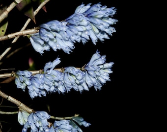 Dendrobium Sp. Blue Paupua New Guinea Ultra Rare Orchid Multi