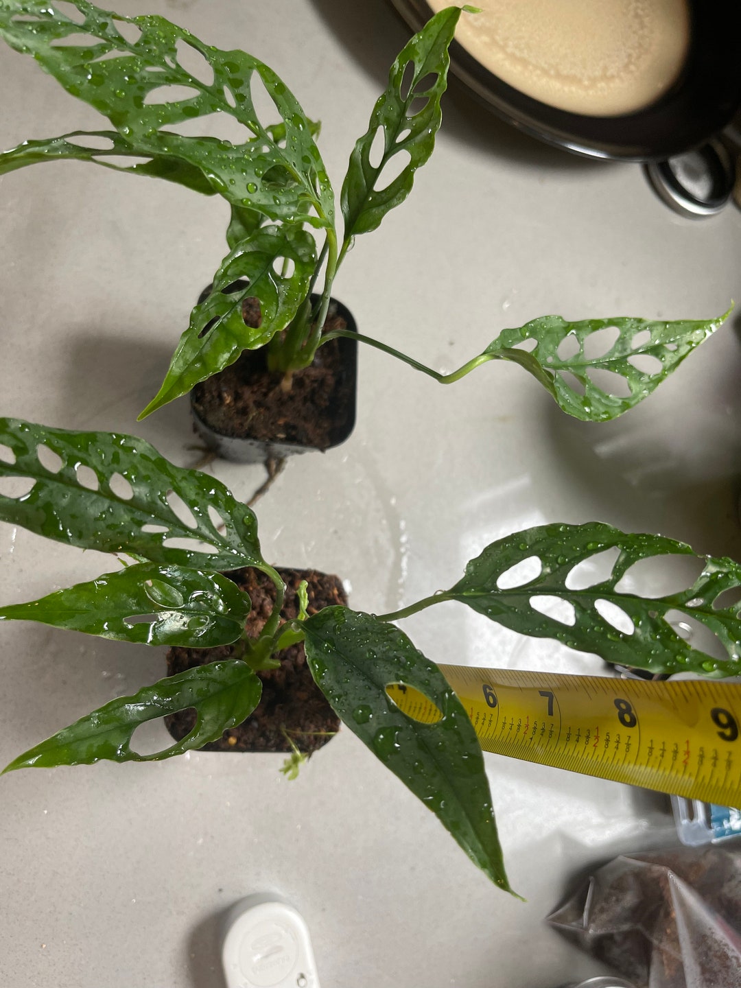 Monstera Obliqua Swiss Cheese Plant Aroid Awesome Foliage Etsy