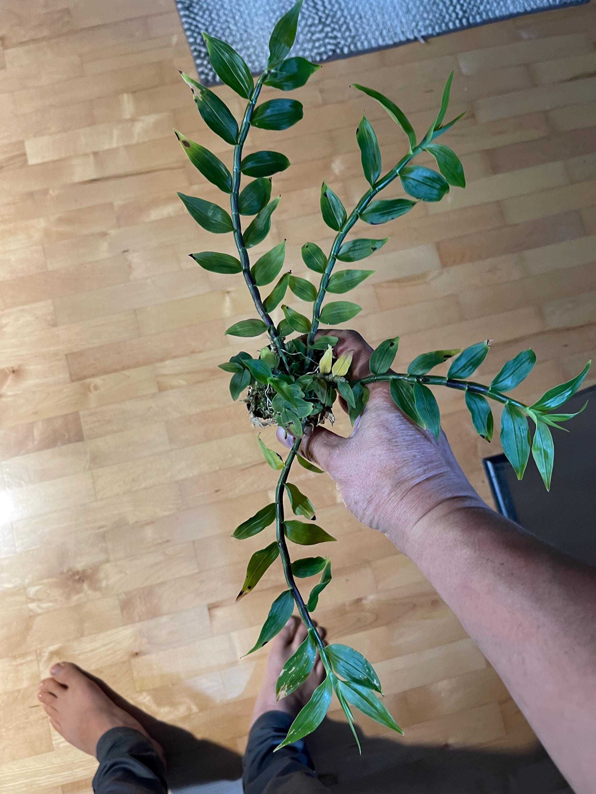 Dendrobium Sp. Blue Paupua New Guinea Ultra Rare Orchid Multi