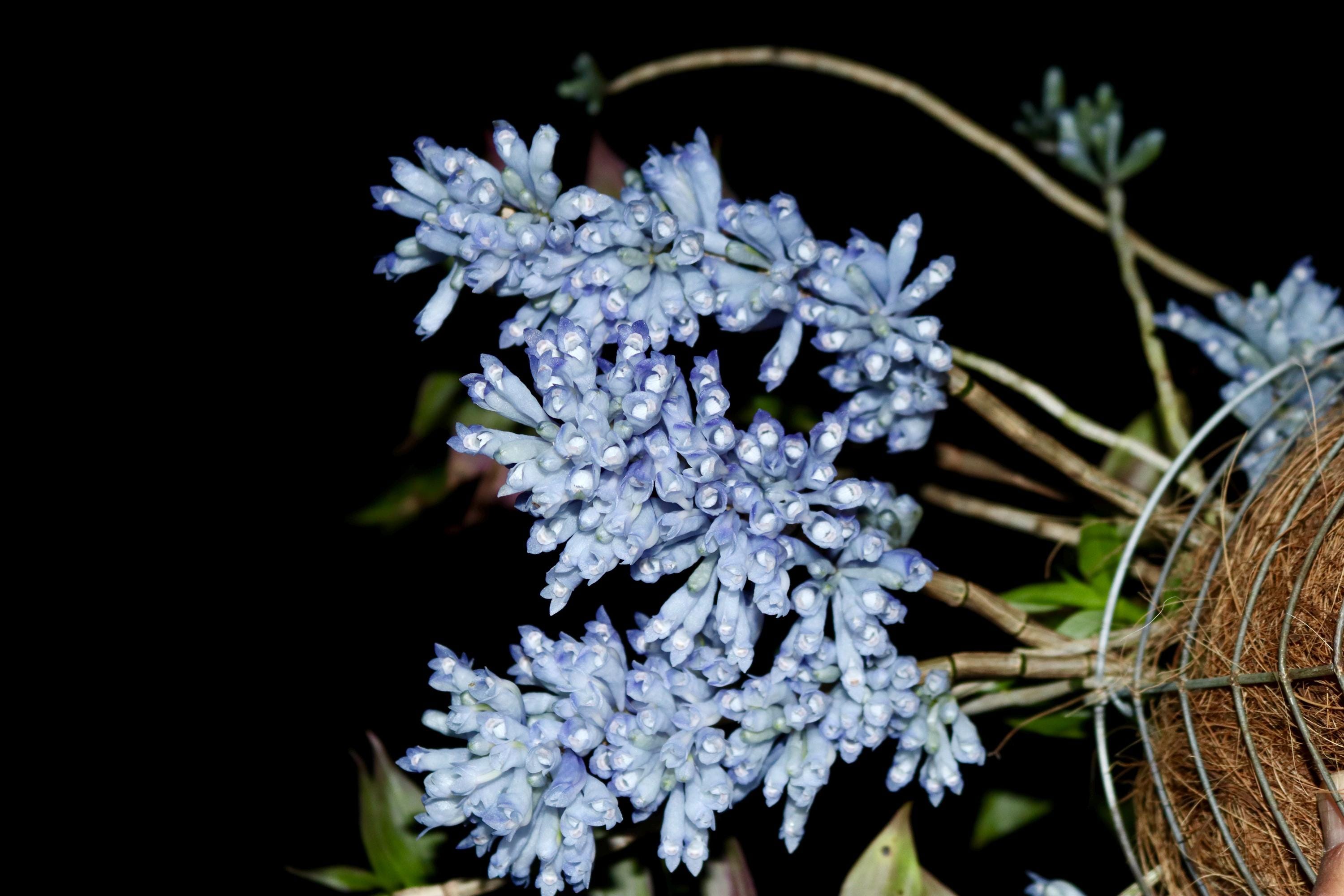 Dendrobium Sp. Blue Paupua New Guinea Ultra Rare Orchid Multi