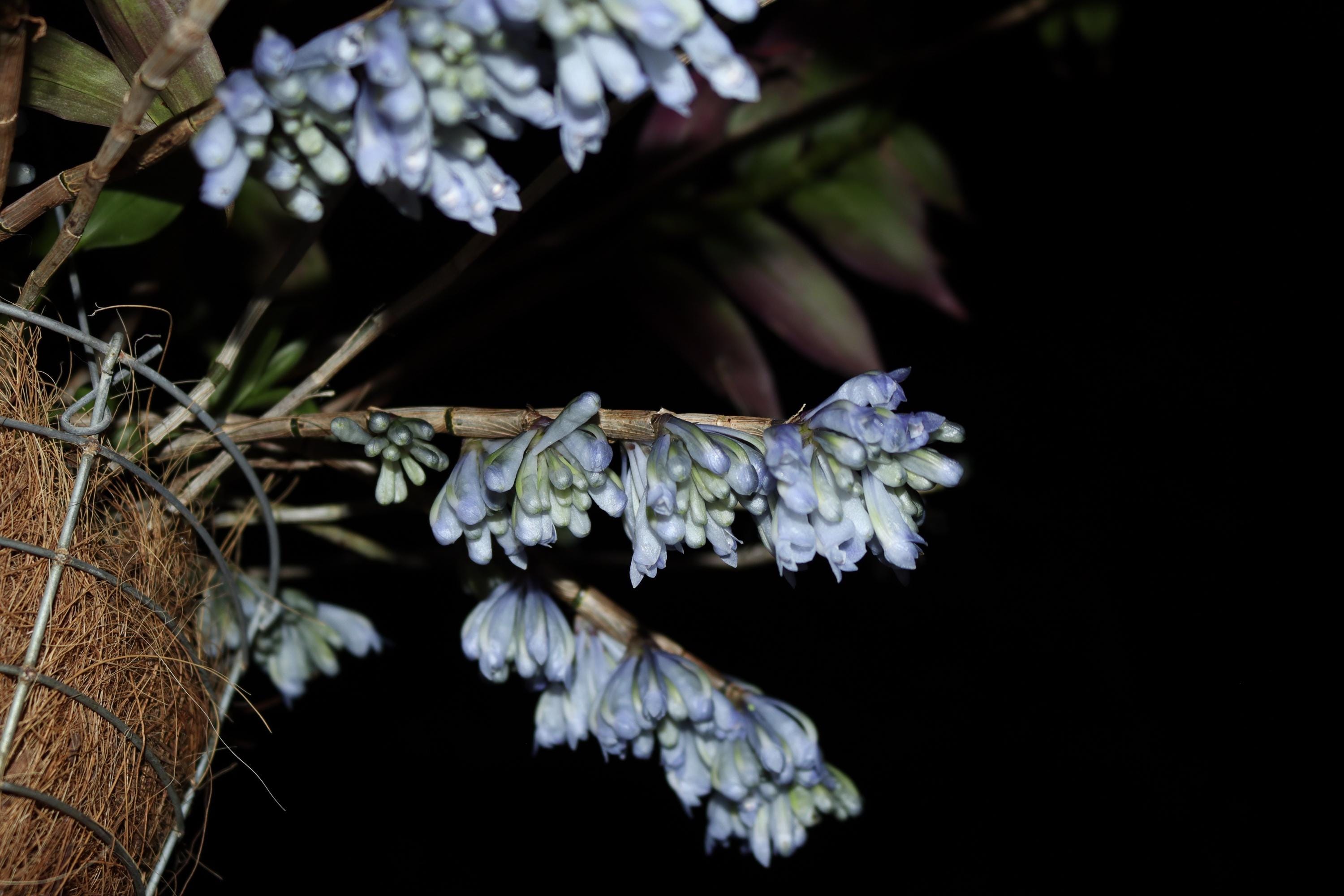 Dendrobium Sp. Blue Paupua New Guinea Ultra Rare Orchid Multi