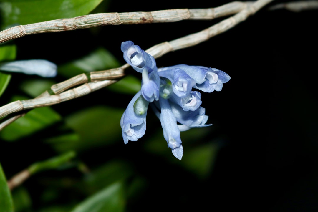 Dendrobium Sp. Blue Paupua New Guinea Ultra Rare Orchid