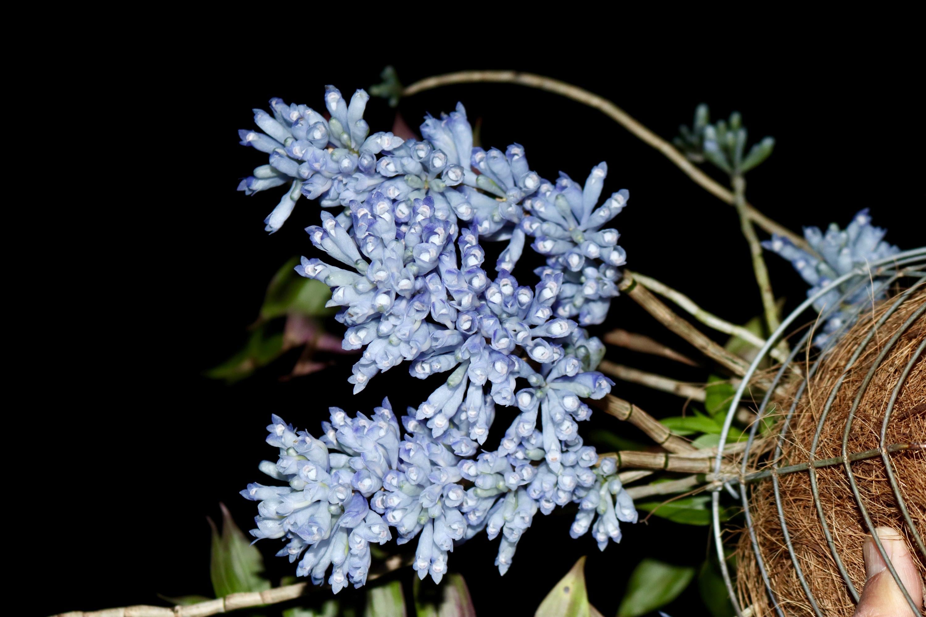 Dendrobium Sp. Blue Paupua New Guinea Ultra Rare Orchid Multi