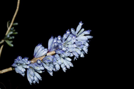 ［洋蘭原種］Den. sp. (Blue papua) 洋蘭原種］Den. sp. (Blue papua) 洋蘭原種］Den. sp. (Blue papua) 洋