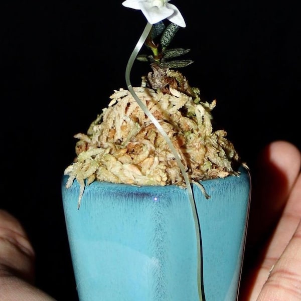 Angraecum urschianum rare African miniature orchid Angraecoid Aerangis Seedlings