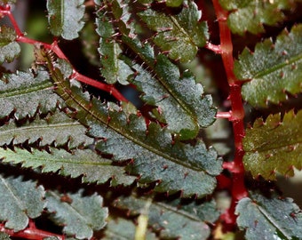 Miniature tuberous Begonia pteridiformis metallic blue rare terrarium plant orchid vivarium dormant tubers