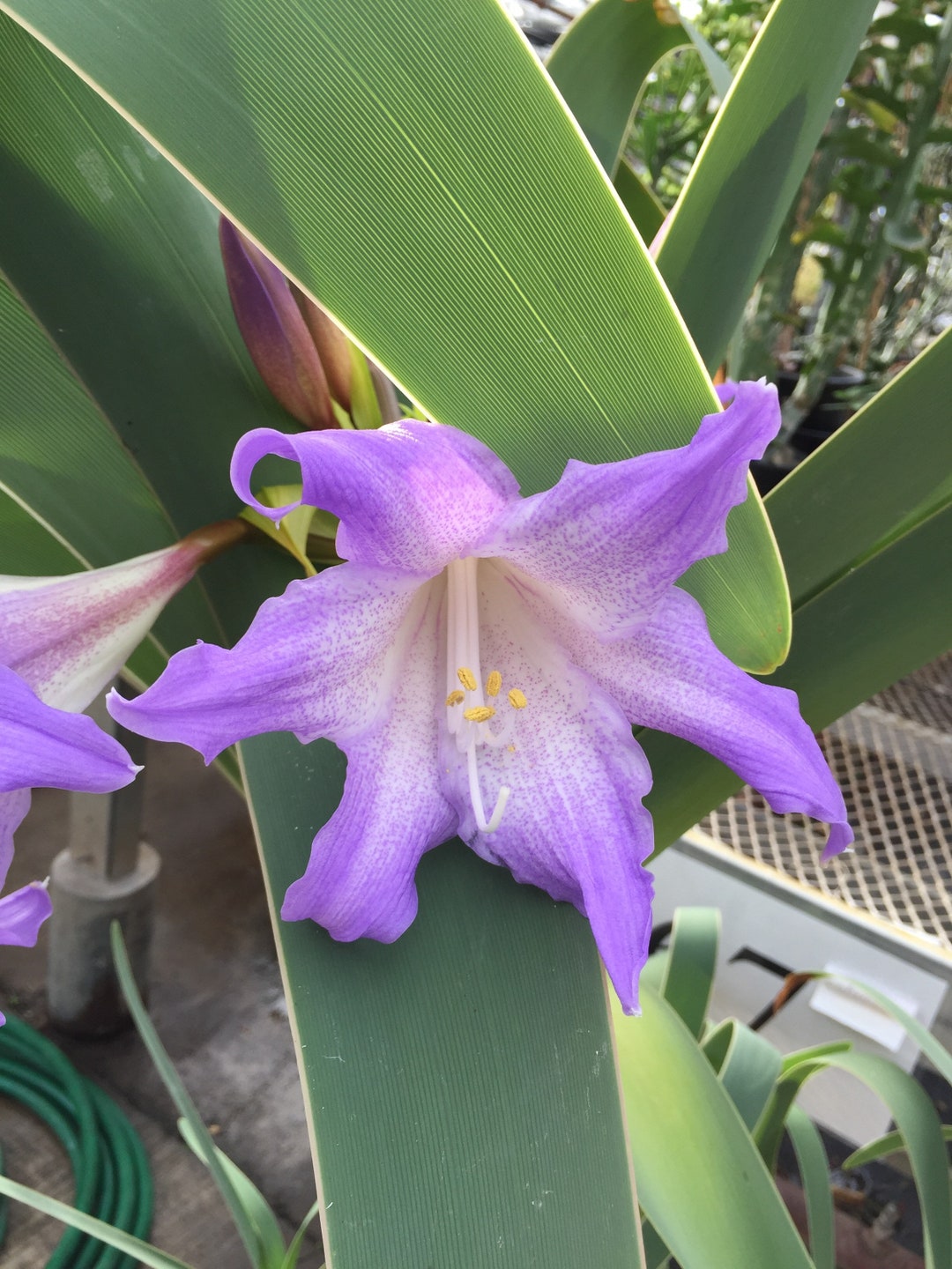 Worsleya Procera Rare Bulb Amaryllis Hippeastrum Geophyte Etsy