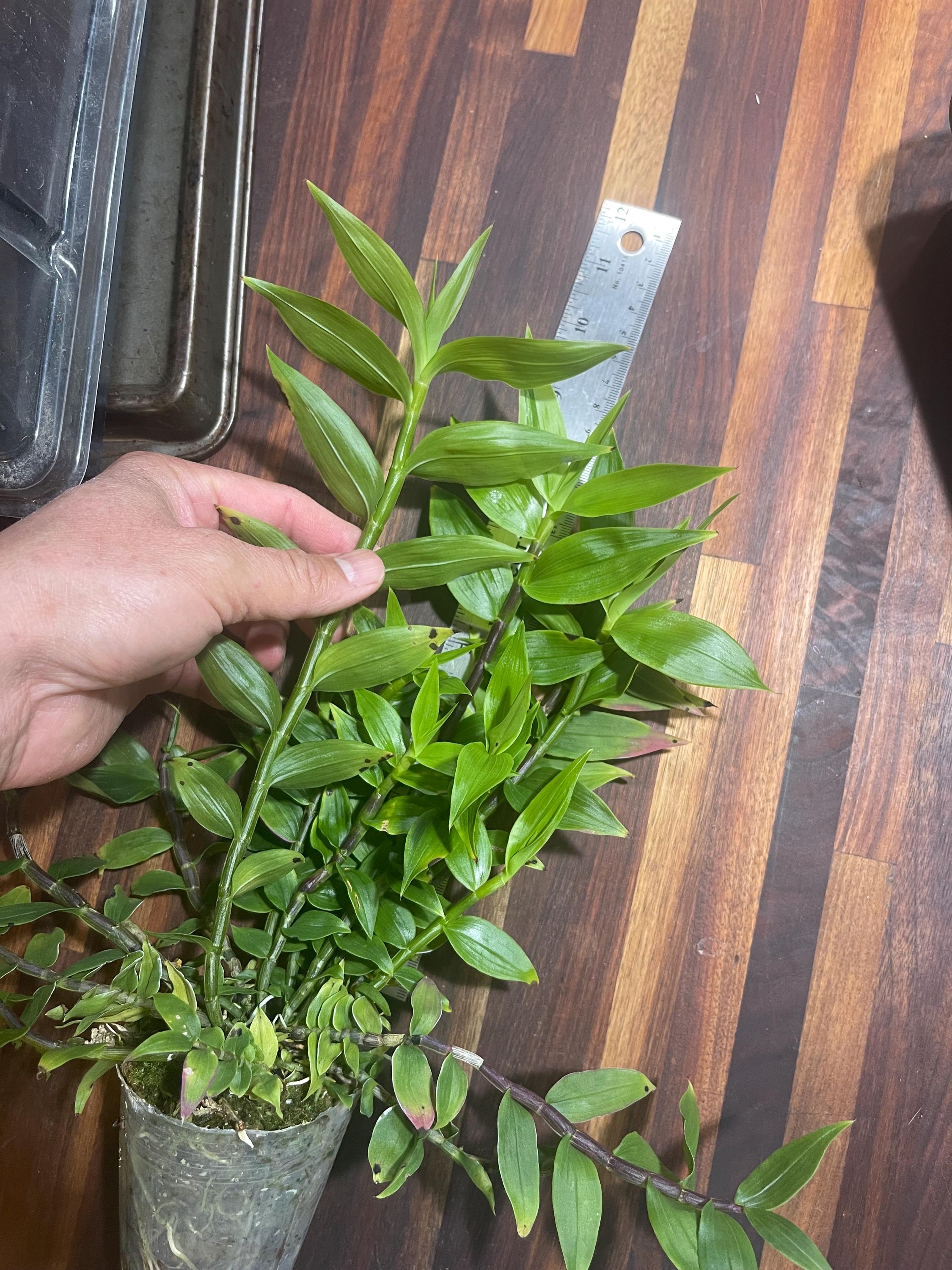 Dendrobium Sp. Blue Paupua New Guinea Ultra Rare Orchid Multi