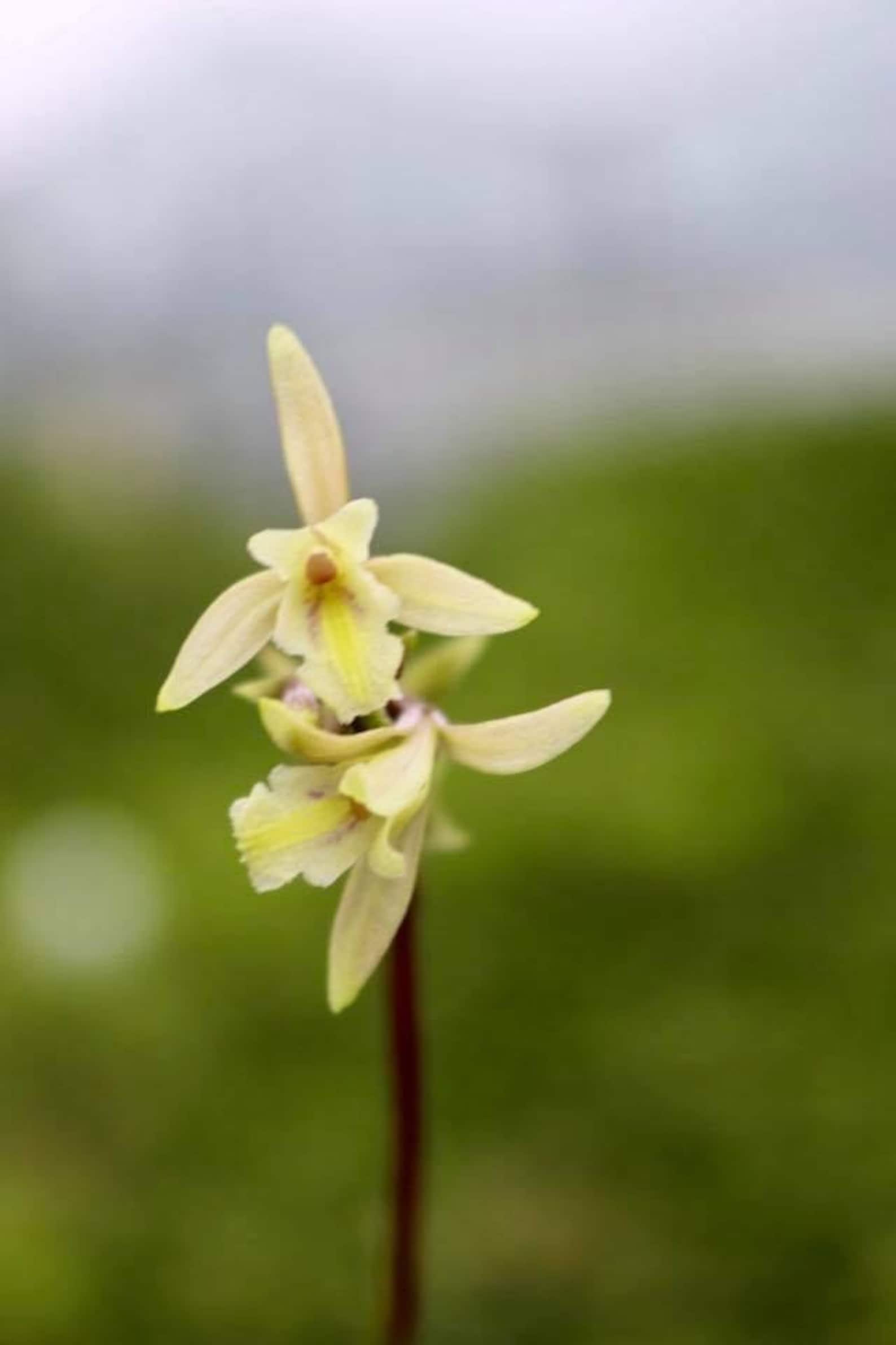 Monophyllorchis Maculata Jewel Orchid Rare Exquisite Foliage Etsy