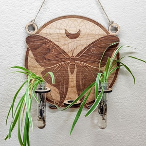 Luna Moth Propagation Station, Plant wall hang, Indoor Planter