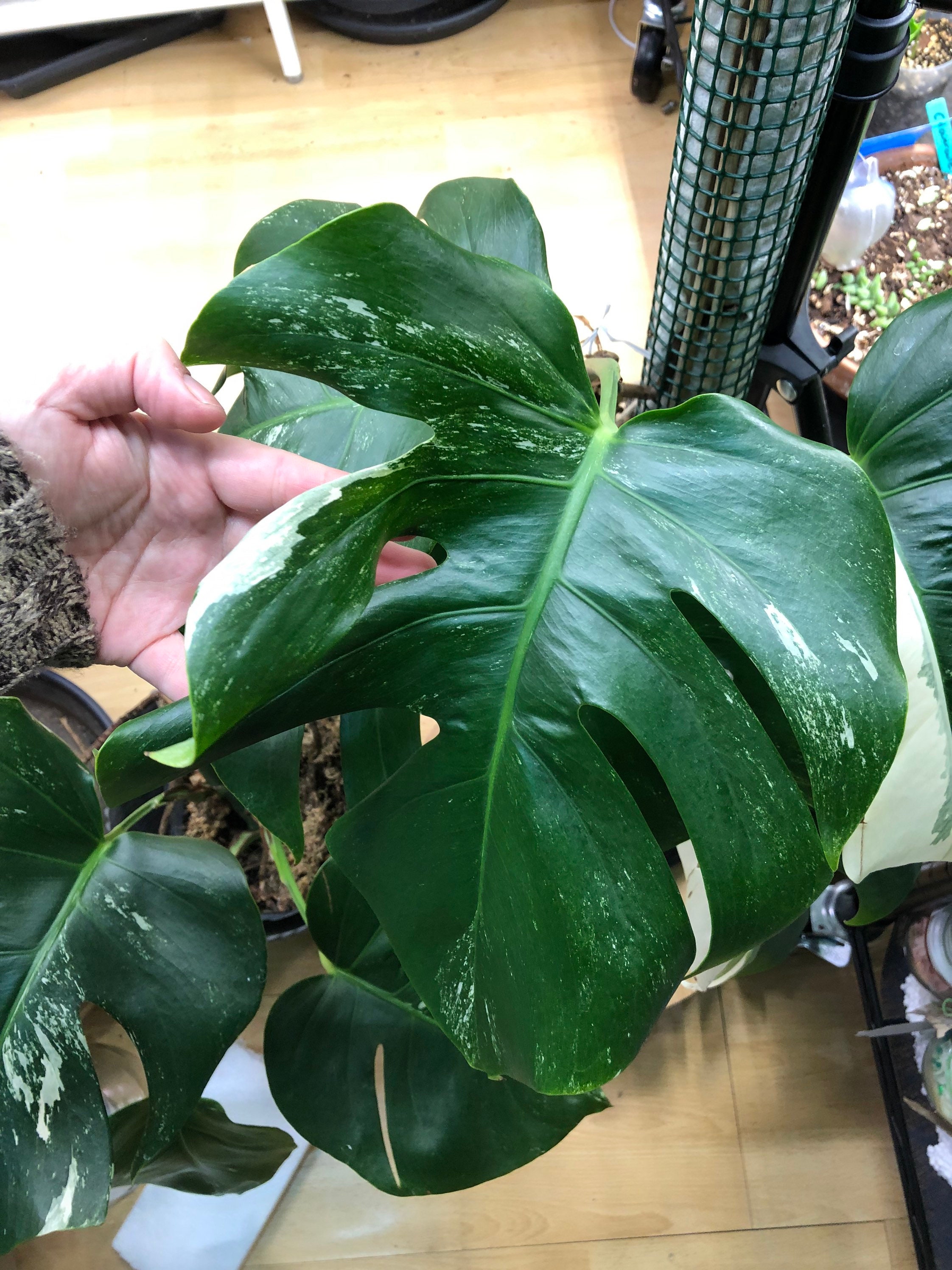 Monstera Albo Variegata