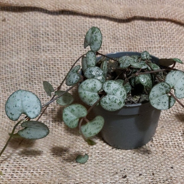 Ceropegia woddii mini - feuillage magnifique - chaine de coeur