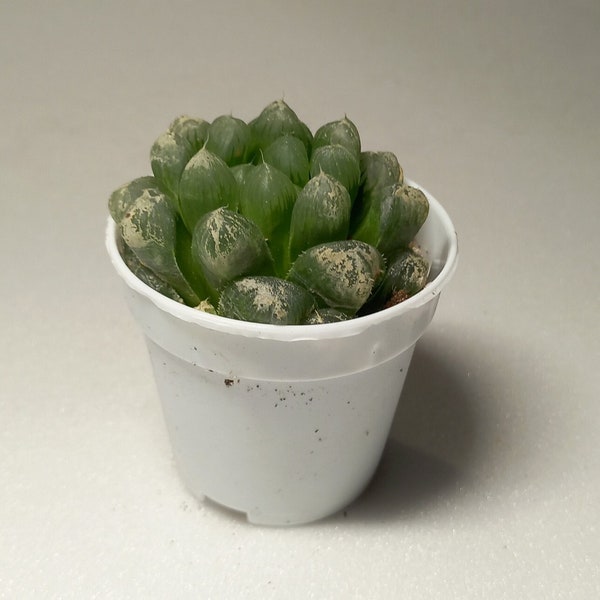 Haworthia cooperii - vetplanten, vetplanten, woondecoratie