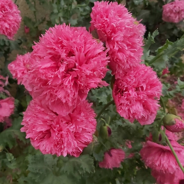 Graines de Pavot rose à fleurs doubles (+ de 50 graines) prairies fleuries