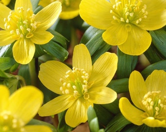 5 bulbes: Eranthis hyemalis, Eranthis d'hiver, bulbe ornemental, bulbe de jardin, bulbes 5/6