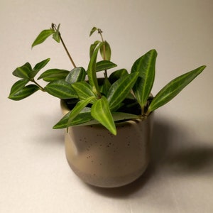 Op de afbeelding: Een kleine groene plant met bonte bladeren die groeit in een gevlekte beige keramische pot.