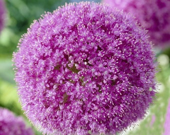 2 Zwiebeln: Allium giganteum - Riesenknoblauch, Gartenzwiebel, sehr große Zwiebeln, 20/22