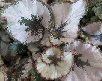 Begonia rex plant - Etsy España