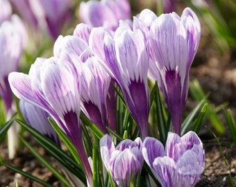 4 bollen: Crocus grandiflora 'King of the striped' Grootbloemige krokus sierbol, tuinbol