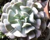 Echeveria runyonii 39 Topsy turvy 39 - succulent, homemade decoration, rare