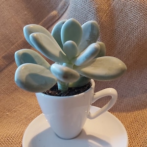 Può includere: Una piccola pianta succulenta in una tazza da tè bianca con un piattino bianco. La pianta succulenta ha foglie verde chiaro ed è piantata in terra.