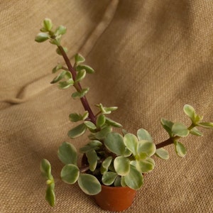 Mini Portulacaria afra 'Variegata' for bonsai - micro succulent, mini plant, home decoration