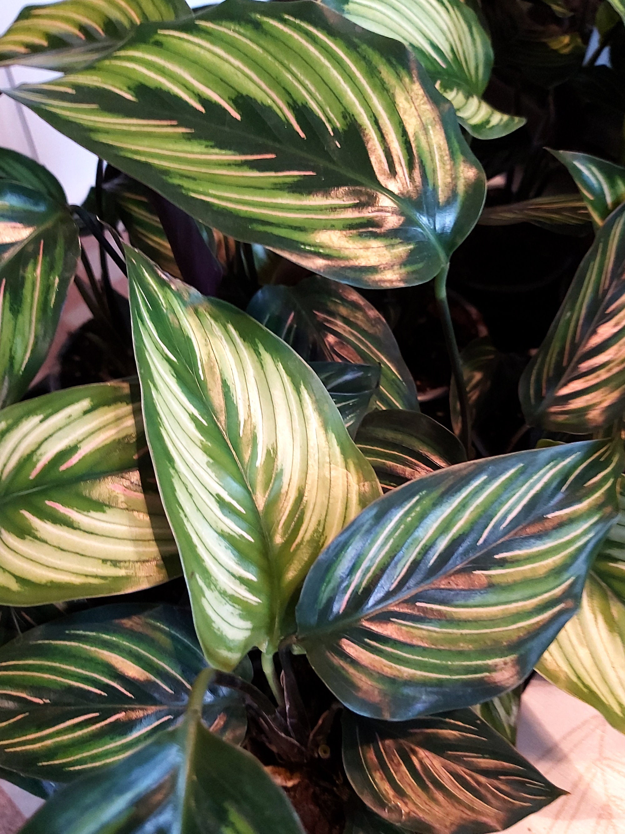 Calathea Majestica Princeps' - Feuillage Magnifique Rare