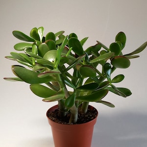 May include: A jade plant in a brown plastic pot, featuring glossy, green, oval leaves with red edges. The succulent has multiple stems and a full, bushy appearance. The plant is set against a plain white background, showcasing its vibrant green foliage.