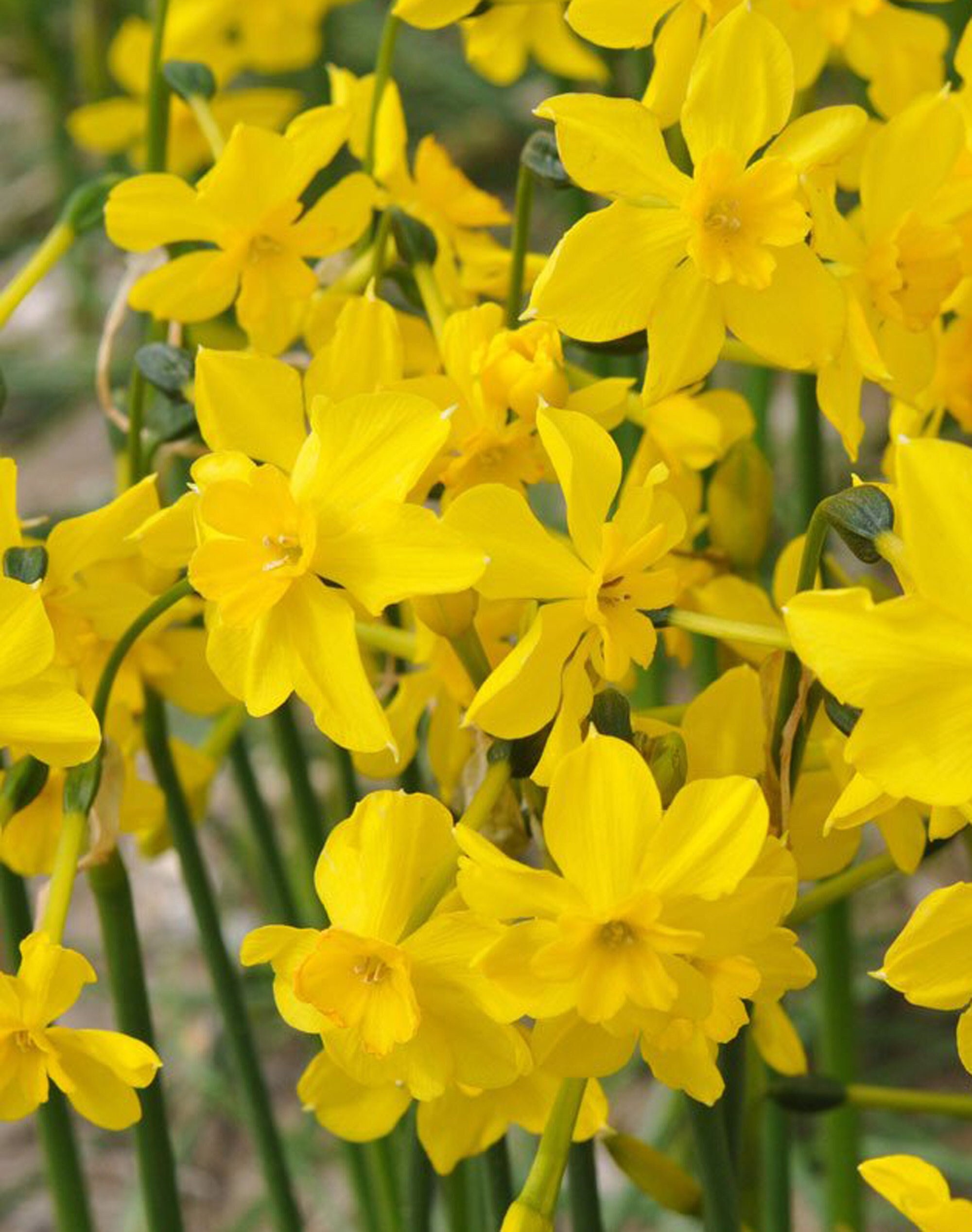 3 Bulbes de Narcissus Cordubensis - Narcisse Jaune, Plantation d'automne Pour Une Floraison Printani