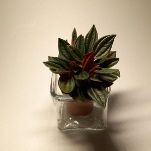 Peut inclure: Une petite plante d'intérieur verte et rouge dans un pot en verre cube transparent.