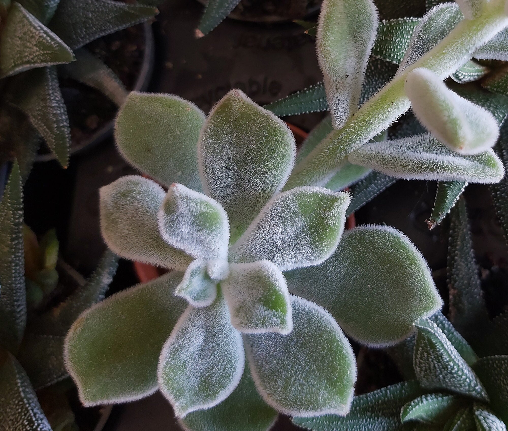 Echeveria Pulvinata - Micro Plantes, Succulentes Micro, Déco Maison