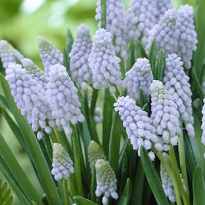 Peut inclure: Un groupe de fleurs de jacinthe de raisin bleu clair avec un feuillage vert. Les fleurs sont en fleurs et ont une apparence délicate en forme de cloche.