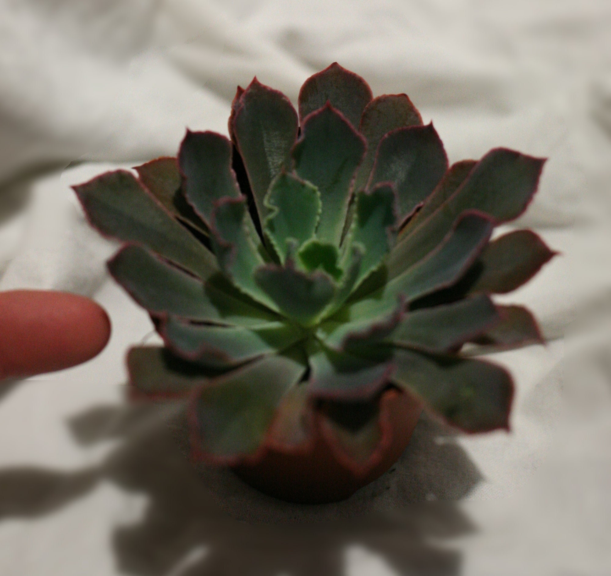 Echeveria Sp. - Feuilles Crispées, Microplantes, Succulentes, Déco Maison, Rare