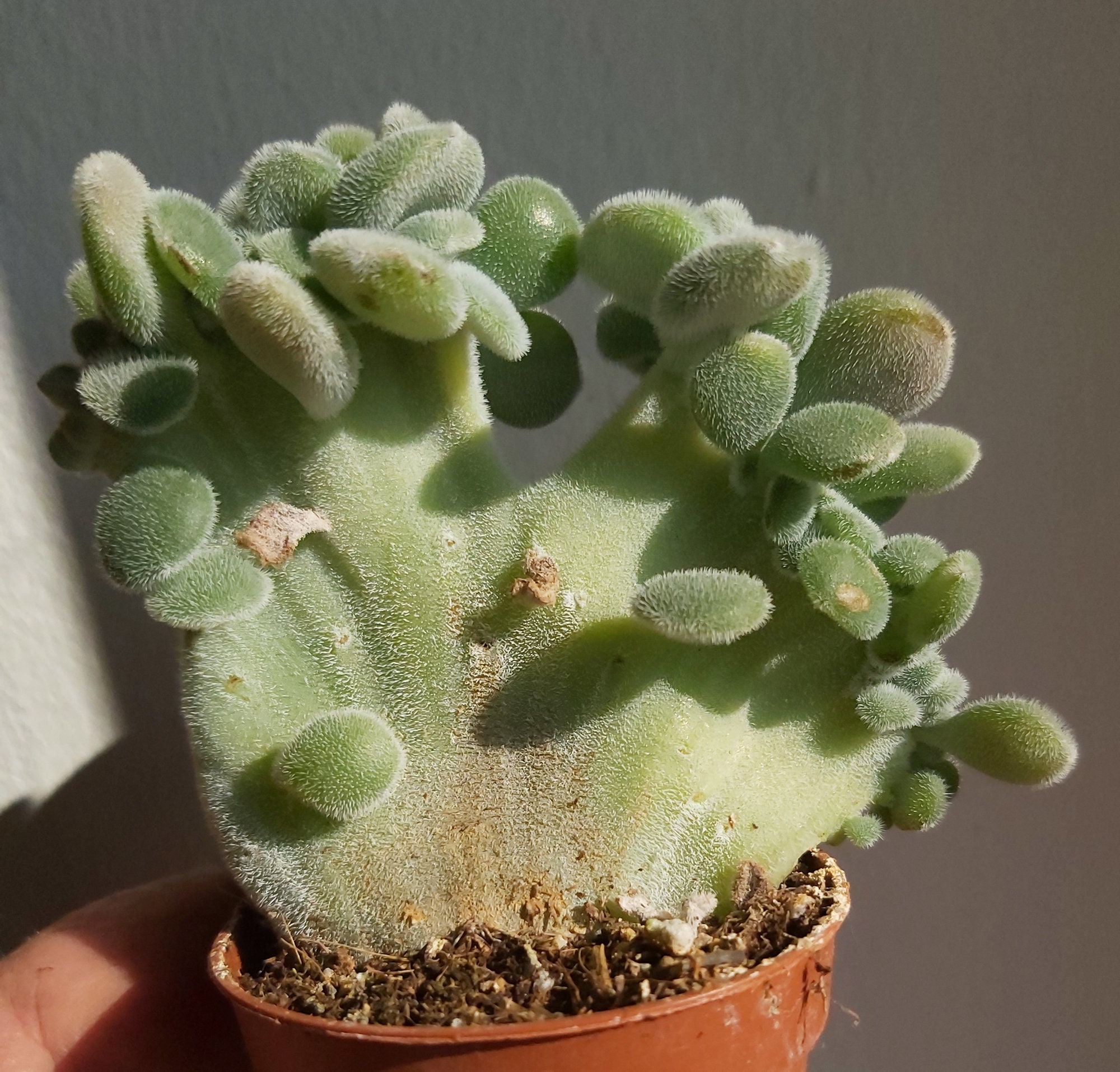 Echeveria Pulvinata Frosty' Form. Cristata - Microplantes, Succulentes, Déco Maison, Rare
