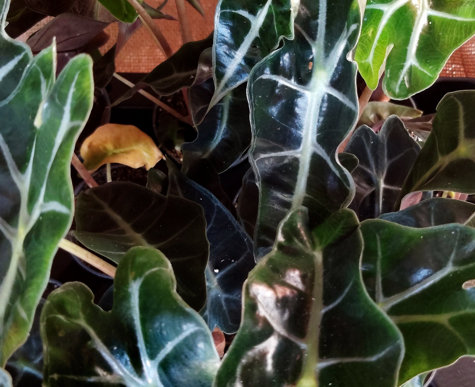 Alocasia Amazonica - Déco de Maison