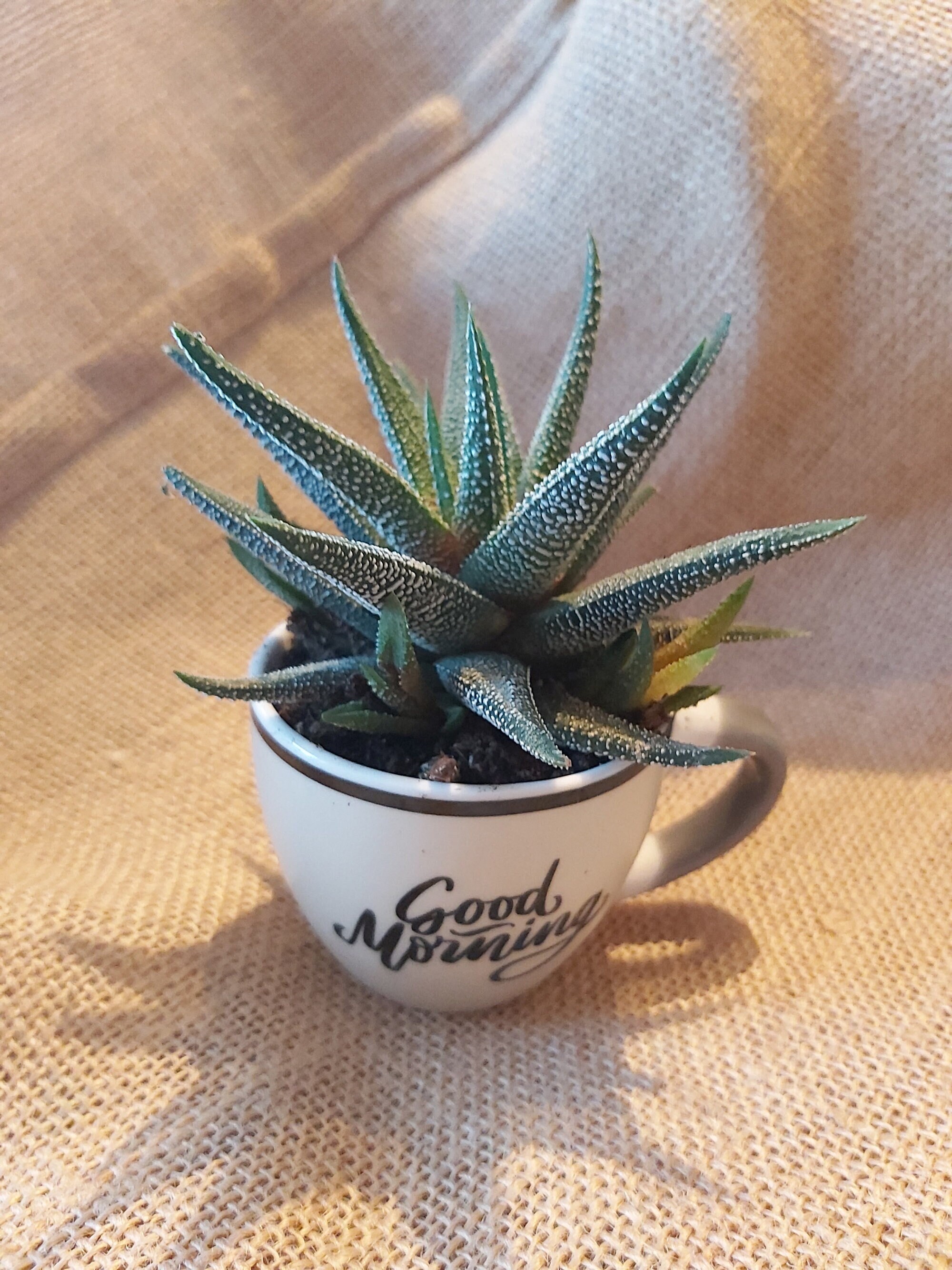 Haworthia Fasciata avec Sa Tasse - Mini Haworthia, Micro Succulente, Mini Plante, Déco de Maison