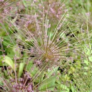 Può includere: Primo piano di un gruppo di fiori rosa con steli lunghi e sottili. I fiori sono disposti in forma sferica e hanno un aspetto delicato e piumato.