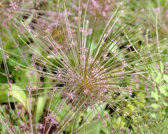 2 Zwiebeln: Allium schubertii, Schubert-Knoblauch – die größte Knoblauchblume, Zierknoblauch