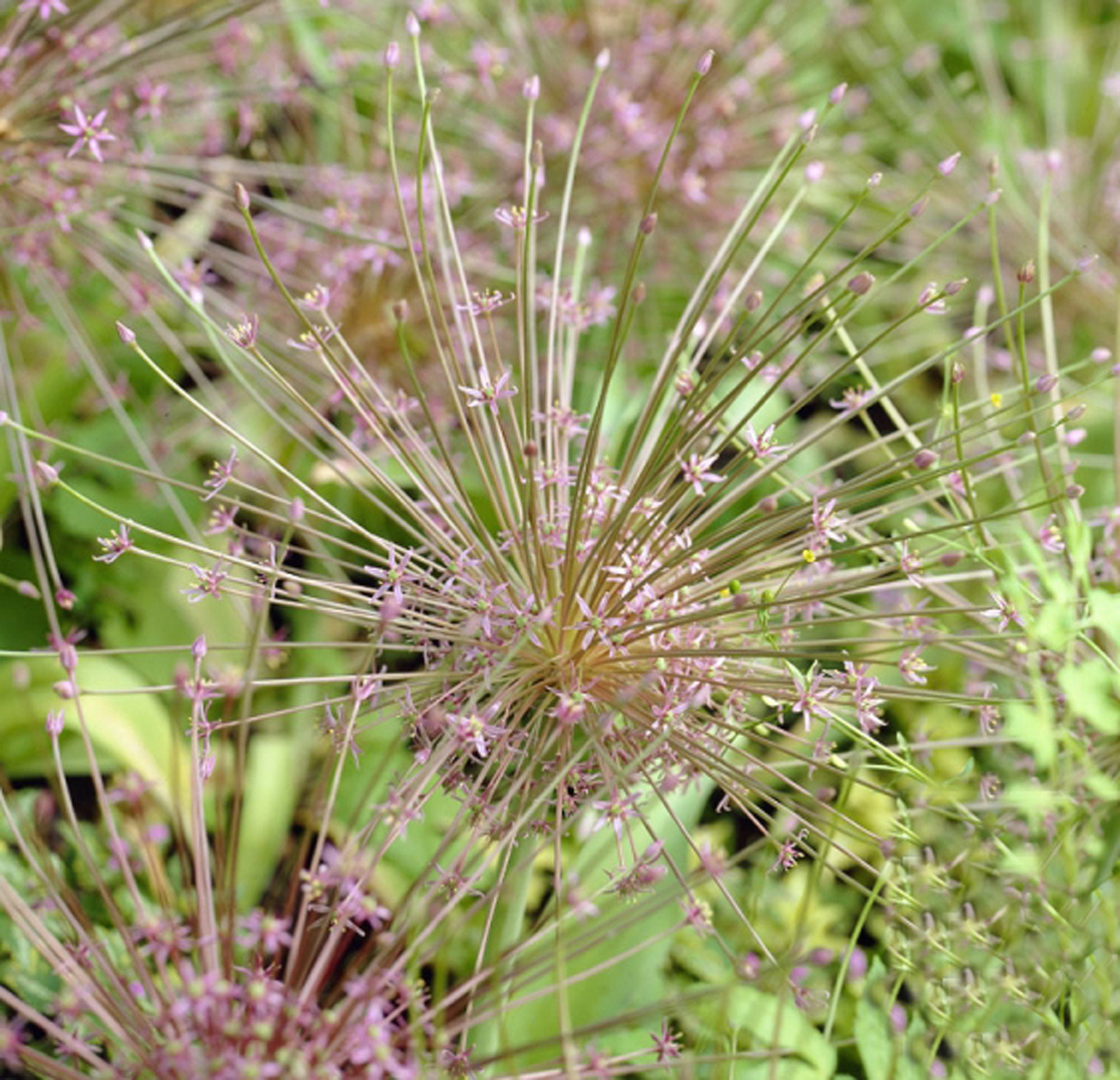 3 Bulbes Allium Schubertii - La Plus Grosse Fleur d'ail, Ail Ornemental, Bulbe de Jardin, Bulbes 14/