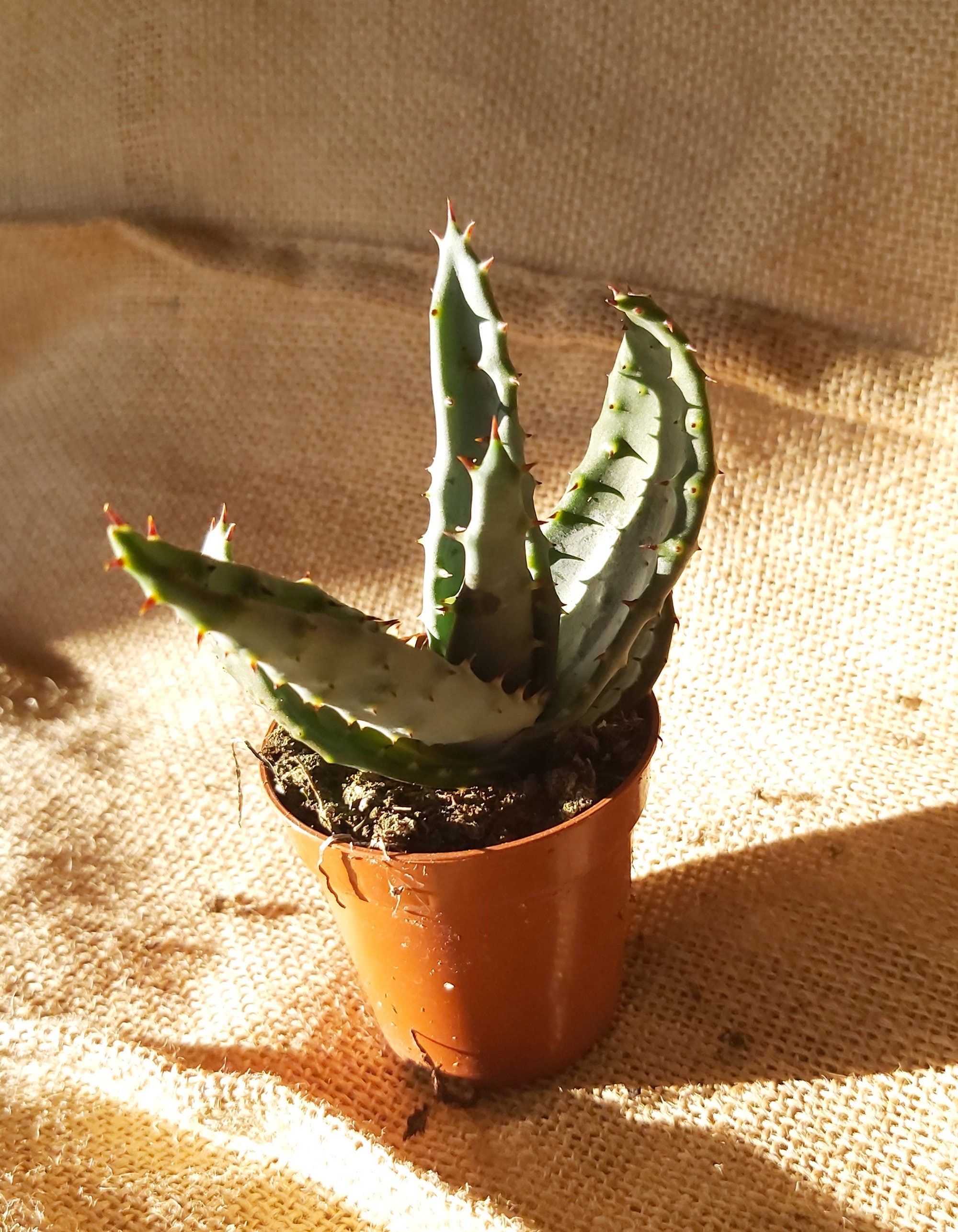 Aloe Ferox - Micro Succulente, Mini Plante, Déco de Maison, Terrarium