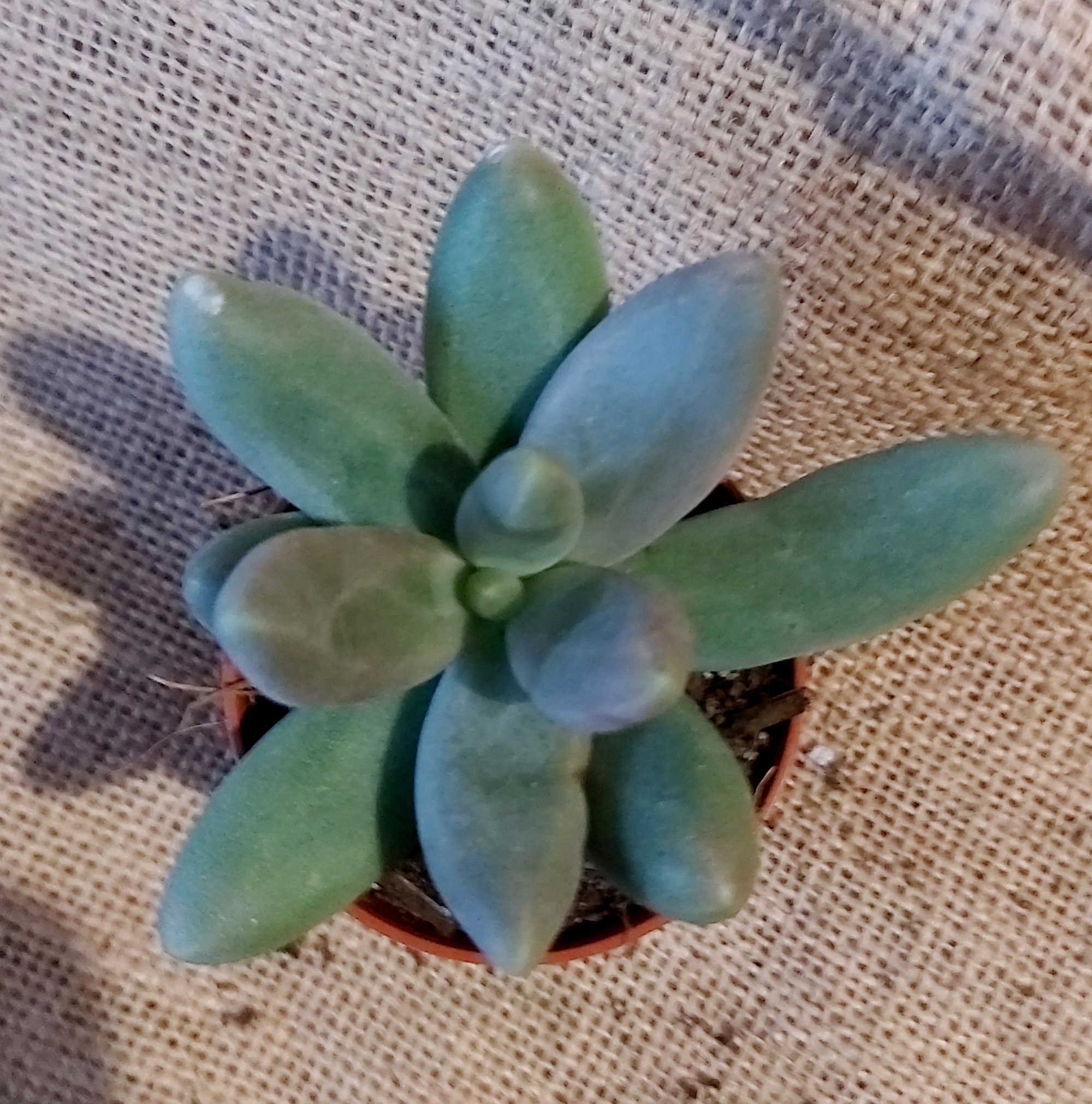 Pachyphytum Captain Jessop' - Micro Plantes, Succulentes Micro, Déco Maison