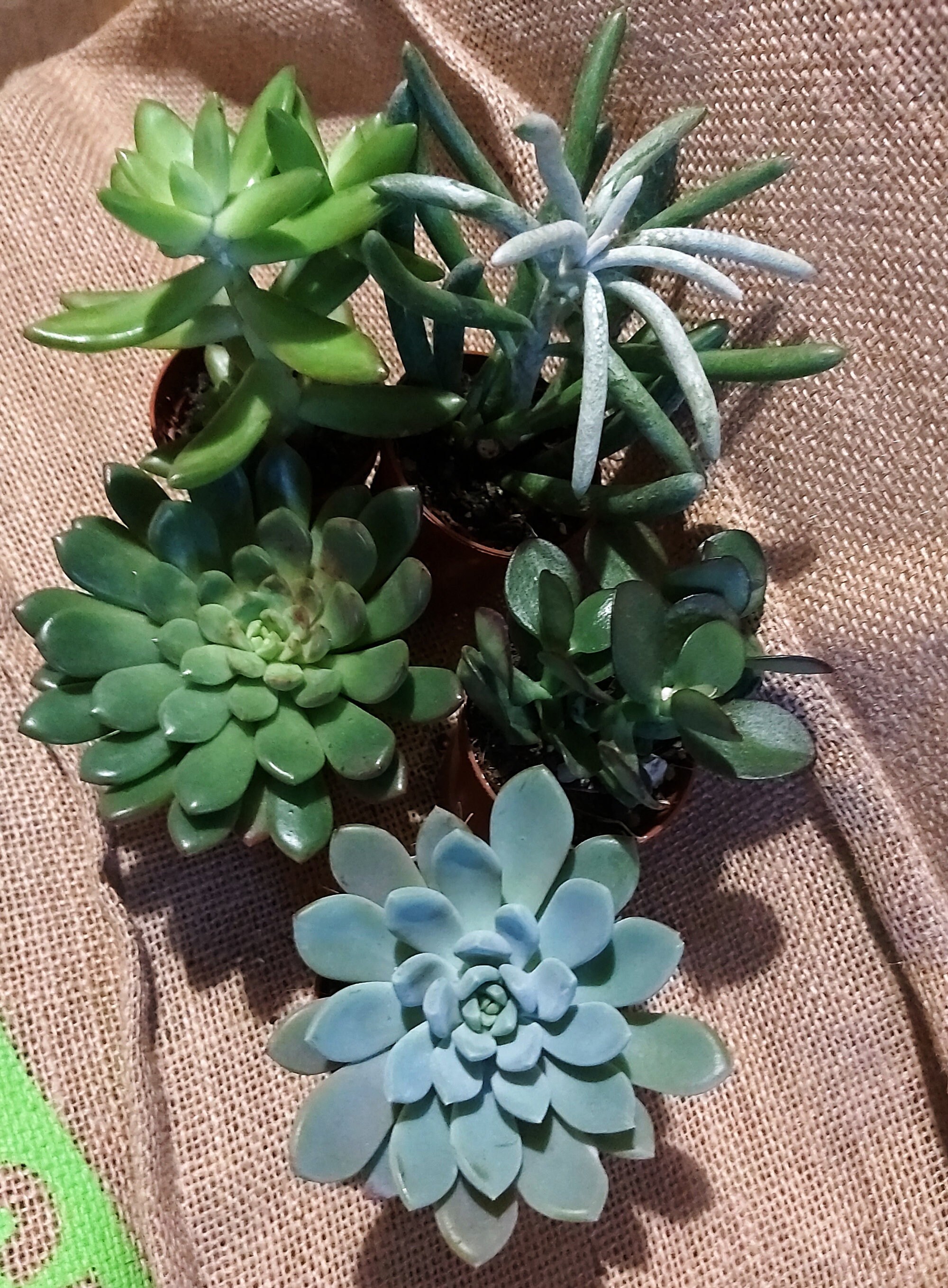 Collection de 5 Succulentes - Micro Plantes, Micro, Déco Maison