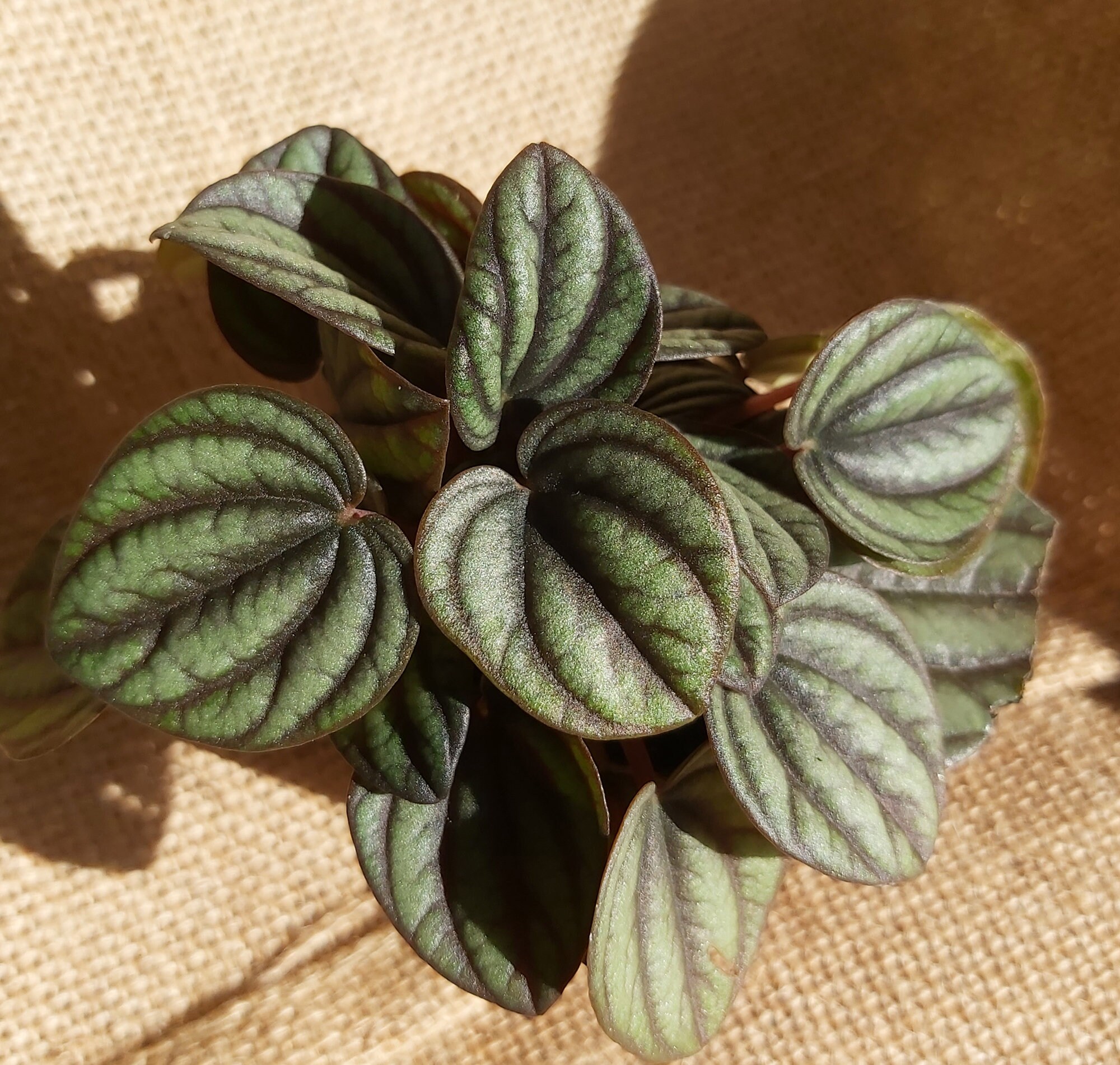 Peperomia Santolini - Mini Plantes, Décor Maison, Terrarium